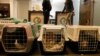 400 Anak Anjing dan Kucing Diselamatkan dari Jaringan Penyelundup di Spanyol