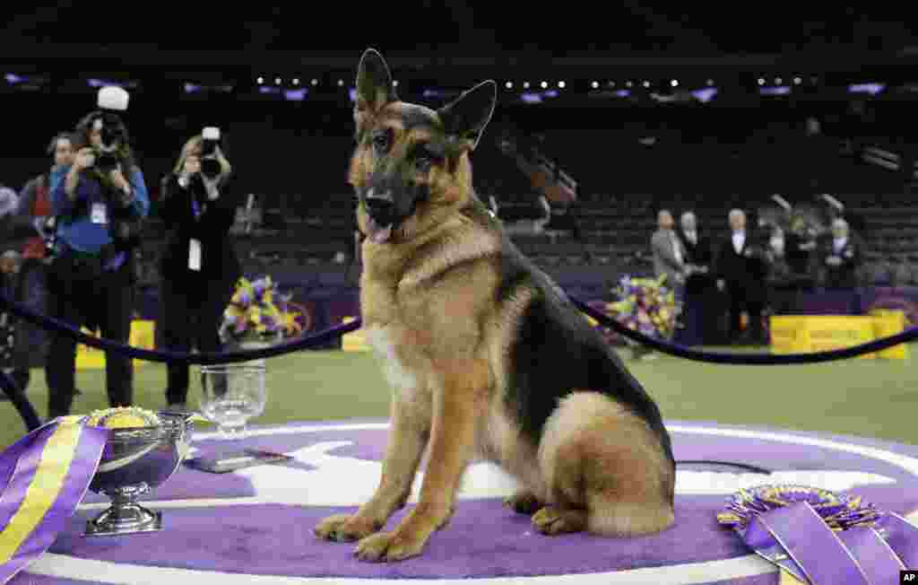 FILE - Rumor, a German shepherd, poses for photos after winning Best in Show at the 141st Westminster Kennel Club Dog Show in New York, Feb. 15, 2017. 