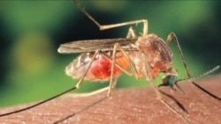 ထိုင်း၊ မြန်မာ၊ အမေရိကန် ငှက်ဖျားတိုက်ဖျက်ရေး