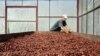 En la foto de archivo un trabajador seca granos de cacao en la Cooperativa "Jorge Salazar" en la ciudad de El Tule en Matagalpa, Nicaragua.