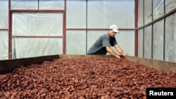 En la foto de archivo un trabajador seca granos de cacao en la Cooperativa "Jorge Salazar" en la ciudad de El Tule en Matagalpa, Nicaragua.