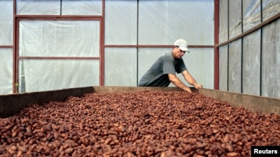 En la foto de archivo un trabajador seca granos de cacao en la Cooperativa "Jorge Salazar" en la ciudad de El Tule en Matagalpa, Nicaragua.