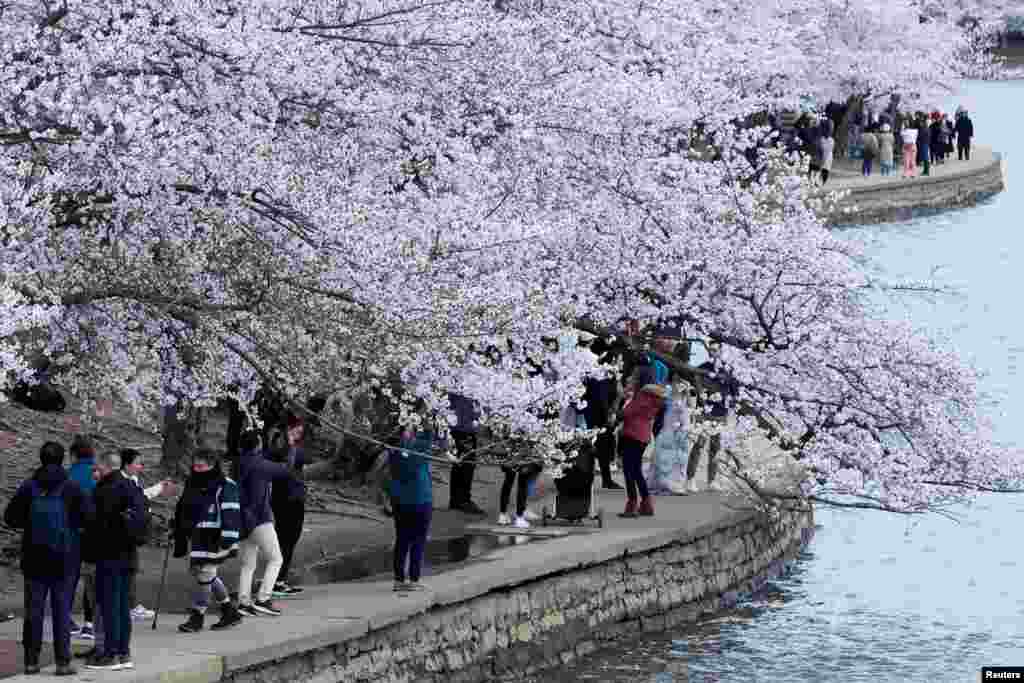 People enjoy the cherry blossoms along the Tidal Basin in Washington.