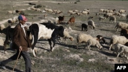 FILE: A Moroccan shepherd walks alongside his herd in the village of Ezzhiliga, some 100 kilometers east of Rabat. -As Morocco withers under its worst drought in 40 years, a mix of climate change and bad management could trigger severe drinking water shortages. 
