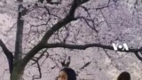 Sakura di DC: Simbol Persahabatan, Petik Bunga Ilegal