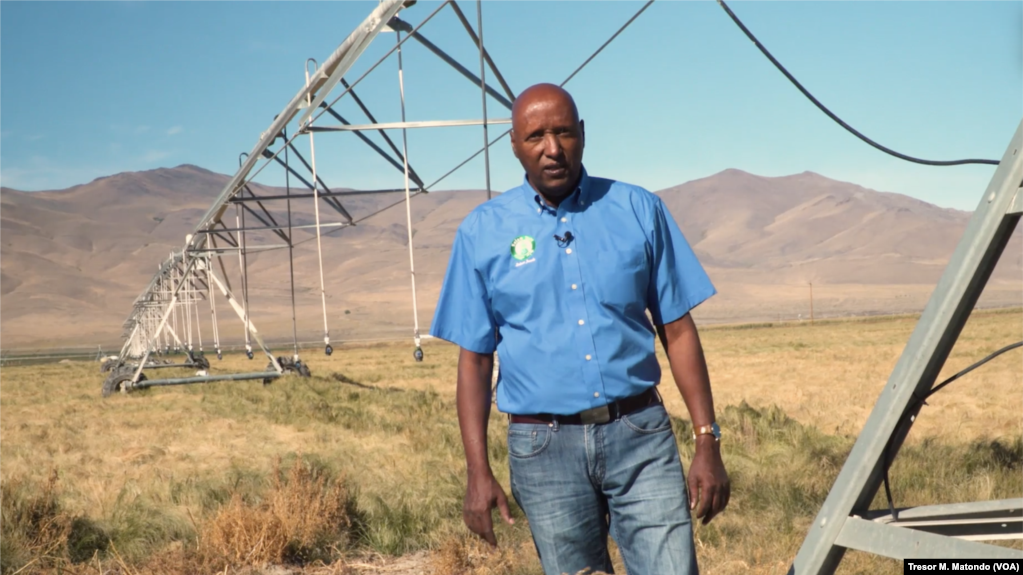 Grower Tesfa Drar stands near irrigation equipment in a field of teff in northeastern Nevada. His company, Selam Foods, sells the ancient grain native to the Horn of Africa, Oct. 2021. (Tresor M. Matondo / VOA)
