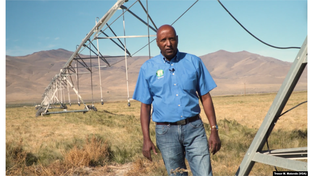 Grower Tesfa Drar stands near irrigation equipment in a field of teff in northeastern Nevada. His company, Selam Foods, sells the ancient grain native to the Horn of Africa, Oct. 2021.