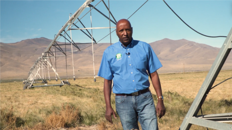 East African Grain ‘Teff’ Grows in Popularity in US