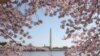 US-TOURISM-CHERRY BLOSSOMS
