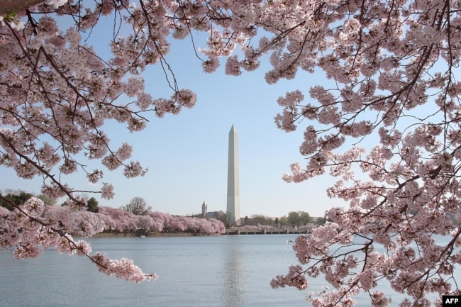 FILE - The Washington Monument is seen amid blooming cherry trees April 2, 2006 in Washington, DC. The famous blooming of the cherry trees around the Tidal Basin , a gift from Japan in 1912, has come to symbolize the natural beauty of the U.S. capital city. (AFP PHOTO/Karen BLEIER)