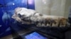 Scientists in Peru Discover a Huge Whale Ancestor