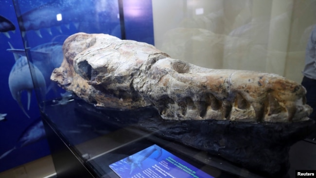 A Basilosaurus whale fossil dating back 36 million years is displayed at the Museum of Natural History after its discovery in the Ocucaje desert, in Lima, Peru March 17, 2022. (REUTERS/Sebastian Castaneda)