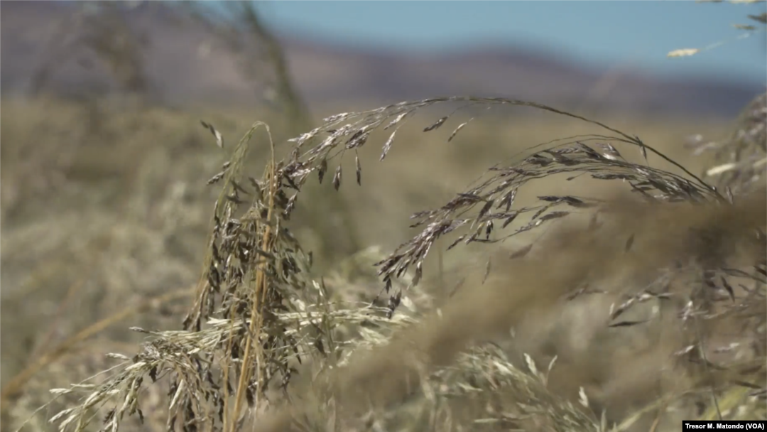 Teff, a cereal grass, produces tiny, nutrient-rich seeds or grains. The gluten-free grain is finding new fans well beyond its origins in the Horn of Africa, Oct. 2021.