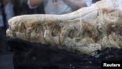 A Basilosaurus whale fossil dating back 36 million years is displayed at the Museum of Natural History after its discovery in the Ocucaje desert, in Lima, Peru March 17, 2022. (REUTERS/Sebastian Castaneda)