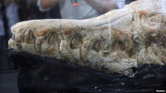 A Basilosaurus whale fossil dating back 36 million years is displayed at the Museum of Natural History after its discovery in the Ocucaje desert, in Lima, Peru March 17, 2022. (REUTERS/Sebastian Castaneda)