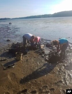 In this July 18, 2019 photo, Maine clammer Wendell Cressey and two daughters work on a mudflat in Harpswell, Maine.