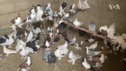Sana’ar Kiwon Tsuntsaye Na Ci Gaba Da Kara Karbuwa A Tsakanin Matasa A Yankin Maradi Na Nijar