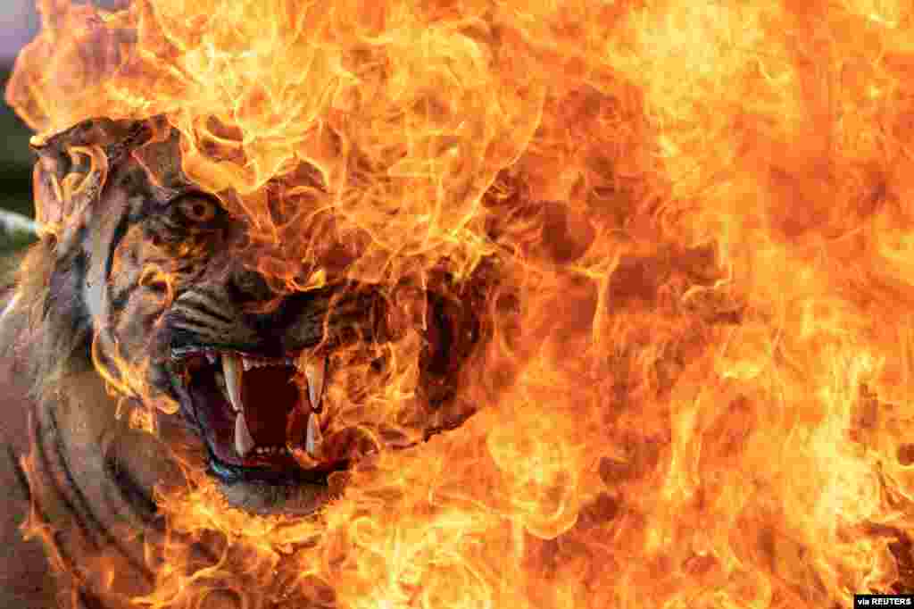 A preserved Sumatran Tiger that was collected by the Natural Resources Conservation Board as evidence is burned in Palembang, Indonesia.