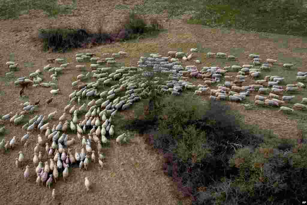 Sheep graze on a meadow in Eschbach, Germany, just outside of Frankfurt.