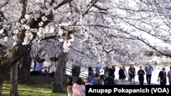 People enjoy cherry blossoms in their peak bloom for the first time in 2 years with pandemic at Tidal Basin, Washington, D.C.