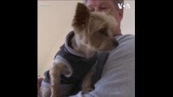 德国动物爱好者给带宠物的乌克兰人提供住所 