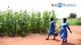Manchetes africanas 24 março 2022: Campanha de vacinação para a polio em Moçambique e Malawi