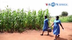 Manchetes africanas 24 março 2022: Campanha de vacinação para a polio em Moçambique e Malawi