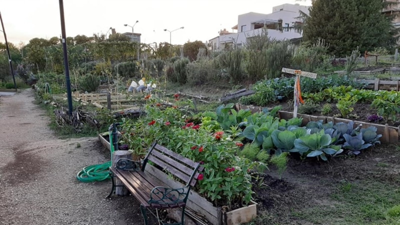 Minat Bercocok Tanam di Kebun Sayur di Kota Roma Semakin Meningkat