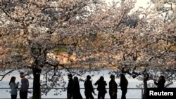 Sejumlah warga tampak menikmati bunga sakura yang bermekaran di area Tidal basin, Washington, pada 22 Maret 2022. (Foto: Reuters/Kevin Lamarque) 