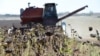 FILE - A combine harvester machine works on a sunflowers field, in the outskirts of Donetsk, eastern Ukraine, Sept. 20, 2014.