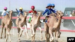 Pemuda Oman berpartisipasi dalam perlombaan unta, 19 November 1998 di Al Faleeg, utara ibu kota Oman, Muscat. (MOHAMMED MAHJOUB / AFP)
