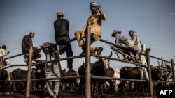 Des éleveurs Hausa-Fulani et des acheteurs au marché aux bestiaux de Kara à Lagos, au Nigeria, le 10 avril 2019.