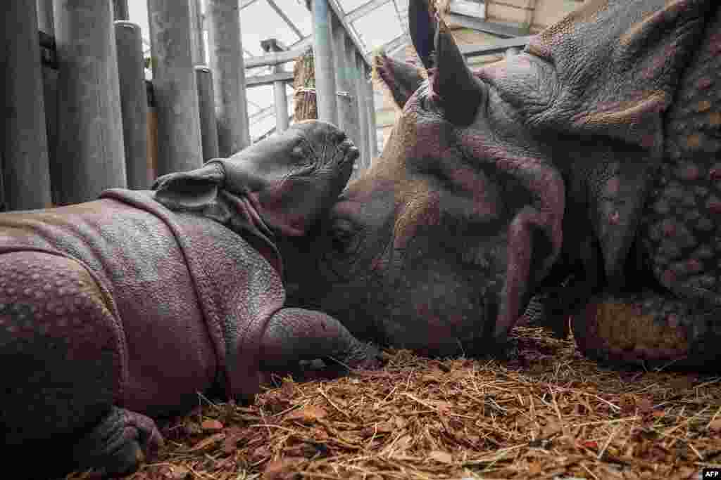 Young female Indian Rhinocero plays with its mother named Henna, inside their internal enclosure, at The Beauval Zoo in Saint-Aignan-sur-Cher, central France, Sept. 2, 2019.