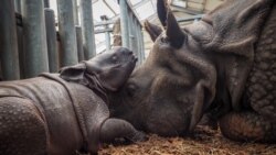 Un Kenyan extradé vers les États-Unis pour trafic présumé de cornes de rhinocéros