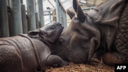 Une jeune femelle rhinocéros indienne, née le 28 août 2019, joue avec sa mère prénommée Henna, à l'intérieur de leur enclos, au zoo de Beauval à Saint-Aignan-sur-Cher, dans le centre de la France, le 2 septembre 2019. (Photo AFP/ GUILLAUME SOUVANT)