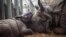 Une jeune femelle rhinocéros indienne, née le 28 août 2019, joue avec sa mère prénommée Henna, à l'intérieur de leur enclos, au zoo de Beauval à Saint-Aignan-sur-Cher, dans le centre de la France, le 2 septembre 2019. (Photo AFP/ GUILLAUME SOUVANT)