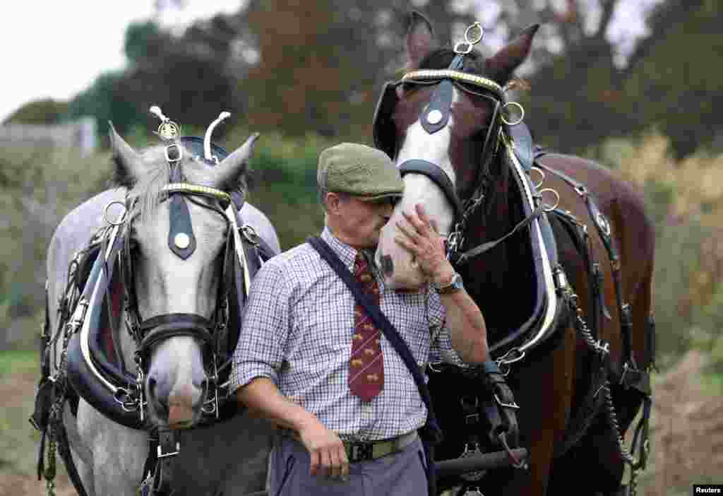 Driver-groom Anthony Bysouth stands by shire horse George whilst embracing Arthur, after they mowed the meadow at Kensington Palace, in London, Britain.