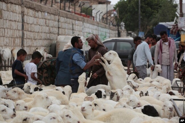 Orang-orang mengunjungi pasar ternak di Sanaa, Yaman, sehari sebelum hari raya kurban atau Iduladha hari Sabtu, 15 Juni 2024.