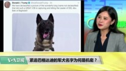 时事看台(许湘筠)：紧追巴格达迪的军犬名字为何是机密？