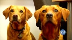 Американські дослідники вчать собак розпізнавати COVID-19 навіть у хворих, які не мають симптомів. Відео