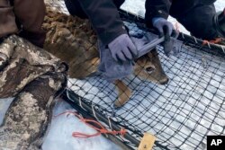 A wildlife team covers a young buck's head with a cloth to help calm it before testing the deer for the coronavirus and taking other biological samples in Grand Portage, Minn. on Wednesday, March 2, 2022.