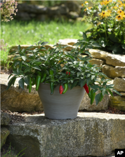 Veggies in Small Spaces: Pot-a-Peno peppers growing in a patio container. (Ball Horticultural Company via AP)