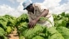Zimbabwe economy