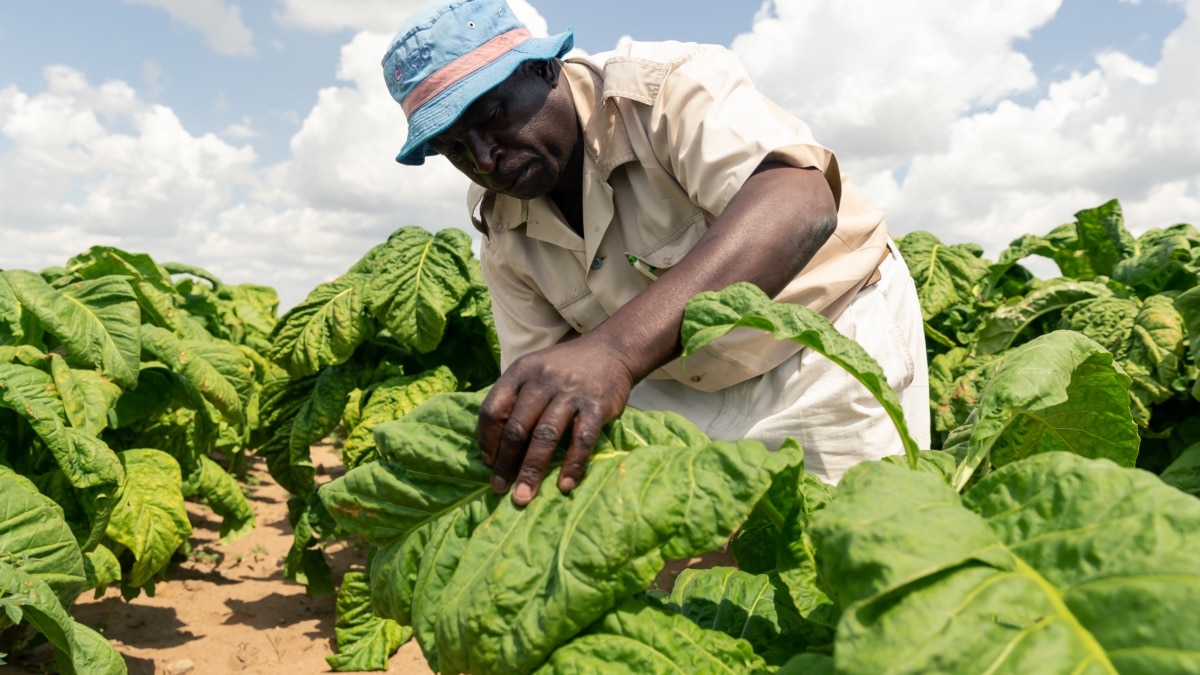 World Bank: Zimbabwe Economy Fastest Growing in SADC Region in 2022