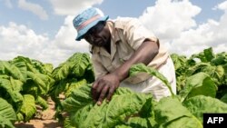 En 2000, l'ex-président Mugabe avait fait exproprier de force les fermiers blancs du pays, afin de redistribuer leurs terres à des agriculteurs noirs.