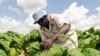 Zimbabwe's Tobacco Season Begins Despite High Fertilizer Costs