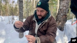 E.J. Isaac places a swab into a vial after testing a young buck for the coronavirus in Grand Portage, Minn. on March 2, 2022. (AP Photo/Laura Ungar)