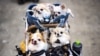 Dogs visit the "Interpets - International fair for a better life with pets" in Tokyo.