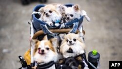 Dogs visit the "Interpets - International fair for a better life with pets" in Tokyo.