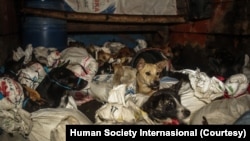 Anjing-anjing dibawa dengan truk terbuka di karung kecil dan lembab. (Courtesy: Human Society Internasional)